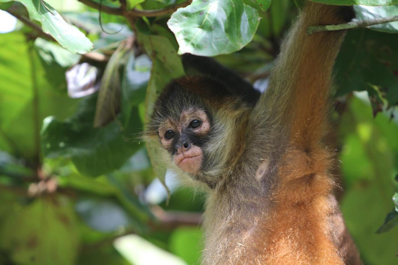 Chilibre Monkey Lodge Panama מראה חיצוני תמונה